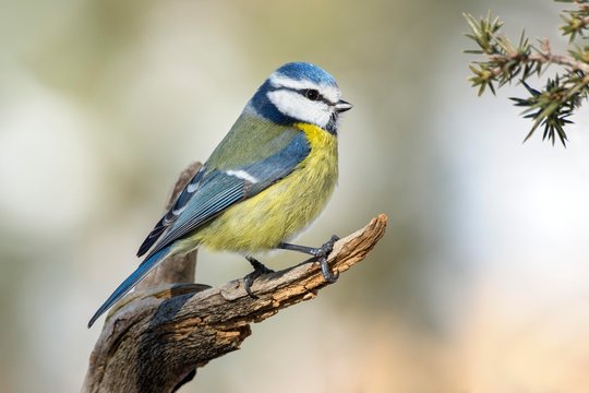 Blue tit (Parus caeruleus), sitting on branch, Tyrol, Austria, Europe