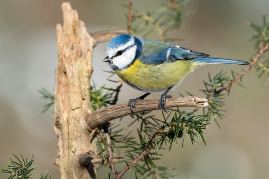 Blue tit (Parus caeruleus), sitting on a branch of a juniper bush (Juniperus), Tyrol, Austria, Europe
