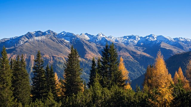 Autumnal mountain landscape with larches (Larix), in the back Samnaun Alps, Dawinalpe, Strengen, Tyrol, Austria, Europe