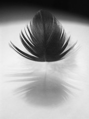 Black feather on white background throws a shadow 