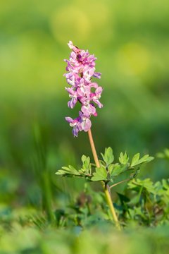 Rosa Hollow larkspur (Corydalis cava), blossom , Tyrol, Austria, Europe