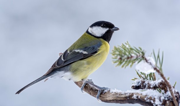Great tit (Parus major), sits on branch with snow, Tyrol, Austria, Europe