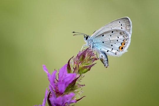 Short-tailed blue Cupid (Cupido argiades), on Purple loosestrife (Lythrum salicaria), Burgenland, Austria, Europe