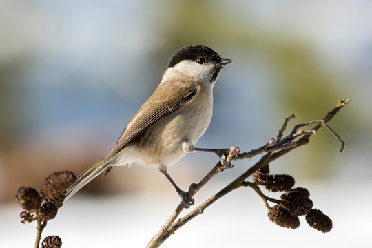 Marsh tit (Parus palustris), sits on Alder (Alnus) branch, Tyrol, Austria, Europe
