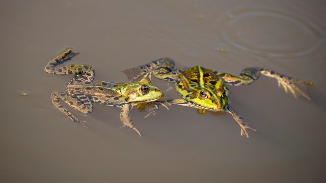 Green froge (Rana esculenta), in the water, Burgenland, Austria, Europe