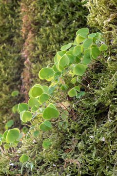Common wood sorrel (Oxalis acetosella), grows on moss, Tyrol, Austria, Europe
