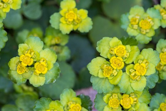 Alternate-leaved golden saxifrage (Chrysosplenium alternifolium), blossoms, close-up, Carinthia, Austria, Europe