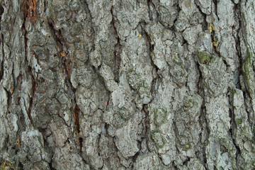 Pine bark close up. Background. Texture.