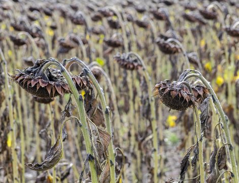 Ripe, dried sunflowers in the field, Lower Austria, Austria, Europe