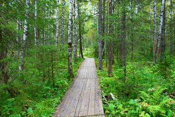 Wooden path from the boards in the forest. Background. Landscape.