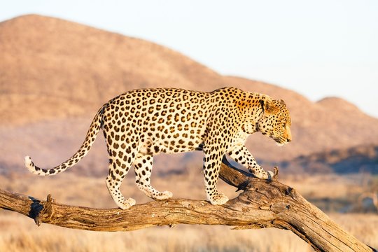 Leopard (Panthera pardus), on tree, Okahandja, Namibia, Africa