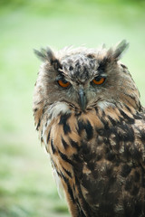 Long-eared Owl