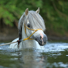 Gorgeous stallion swimming in river