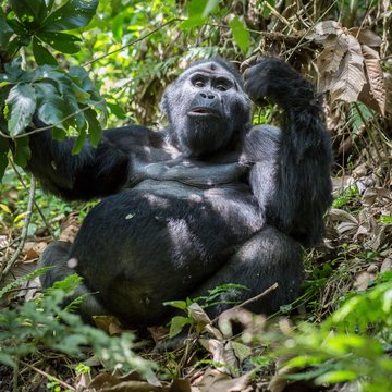 Mountain gorilla (Gorilla beringei beringei) sits in the rainforest, Bwindi Impenetrable National Park, Uganda, Africa