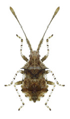Bug Cletomorpha raja on a white background