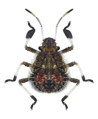Bug Halyomorpha picus on a white background