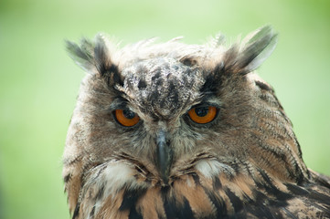 Long-eared Owl