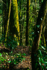 Obraz premium background - subtropical forest, yew-boxwood grove with mossy tree trunks