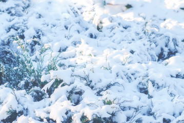 Beautiful Christmas landscape. The branches of the tree are covered with hoarfrost, snowfall,...