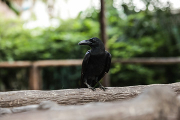 Jungle crow (large-billed crow, thick-billed crow), widespread Asian species of crow, is very adaptable to wide ranges of food sources, making it capable of colonizing new areas. Animal wildlife bird.