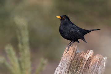 Blackbird (Turdus merula), sitting on a tree stump, Tyrol, Austria, Europe