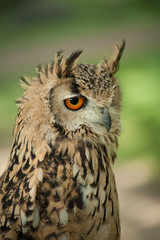 Long-eared Owl