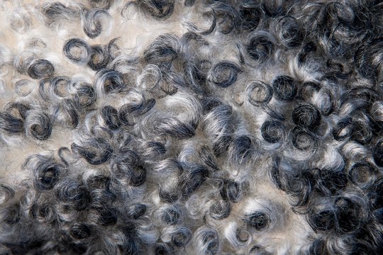 Black and white, curly lambskin, close-up, Gotland sheep, Gotland Island, Sweden, Europe