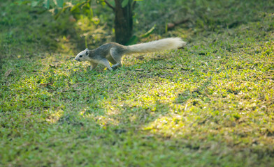Finlayson's squirrel (the variable squirrel) is canopy-dweller rodent, normally feeding on fruit, in Southeast Asia. It inhabits a wide range of wooded habitats, including gardens and parks in cities