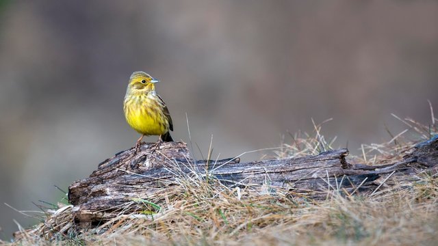 Yellowhammer (Emberiza citrinella) sits on deadwood, Tyrol, Austria, Europe