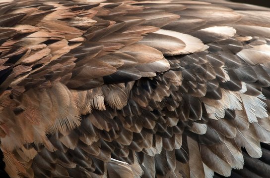 Plumage of Bearded vulture (Gypaetus barbatus), detail, Tyrol, Austria, Europe