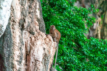 Monkeys climb from tree, rocks, and vines, hoping to steal a morsel of food from visiting tourists in a Malaysian cave