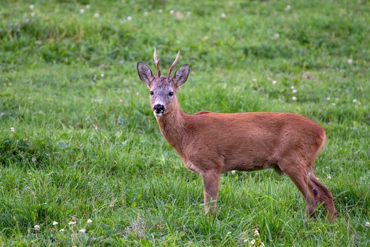 European roe deer (Capreolus capreolus), male, standing in a meadow, Tyrol, Austria, Europe