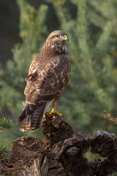 Steppe buzzard (Buteo buteo), sits on deadwood, Tyrol, Austria, Europe