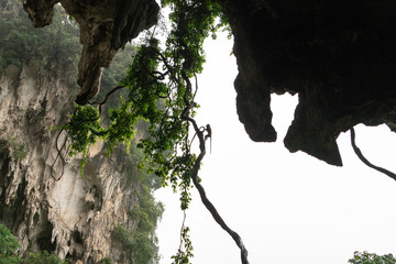 Monkeys climb from tree, rocks, and vines, hoping to steal a morsel of food from visiting tourists in a Malaysian cave