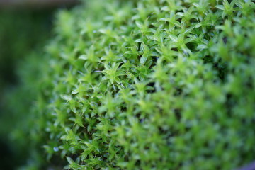 natur