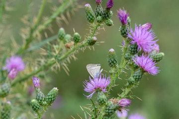 Lycaenidae / Lampides / / Lampides boeticus