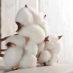 Cotton plant flower on white wooden background