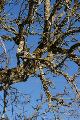 natur