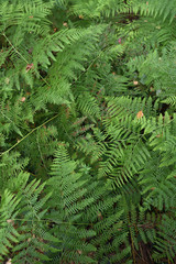 Fototapeta na wymiar Floral pattern. Green fern leaves texture background