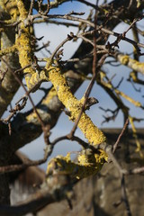 natur