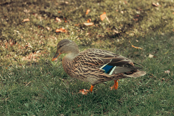 female wild duck in the grass