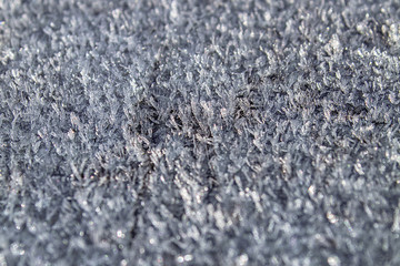 White ivy. The texture of snow, crystals. Cold day in winter