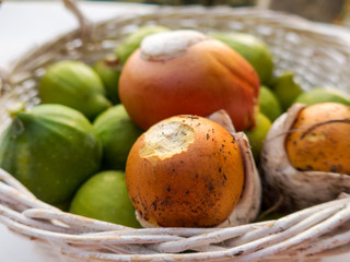 Dettagli della campagna ligure