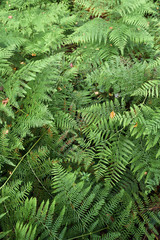 Floral pattern. Green fern leaves texture background