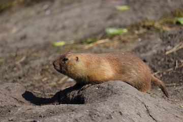 A cute prairie dog closeup
