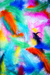 collection pen feathers birds background plumage colorful palette bright green blue white