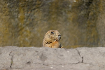 A cute prairie dog closeup