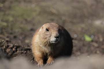 A cute prairie dog closeup