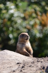A cute prairie dog closeup