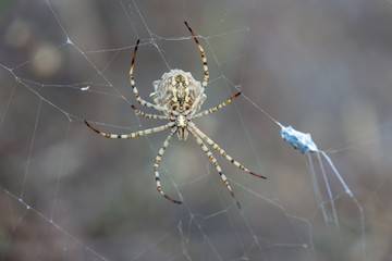 spider on web